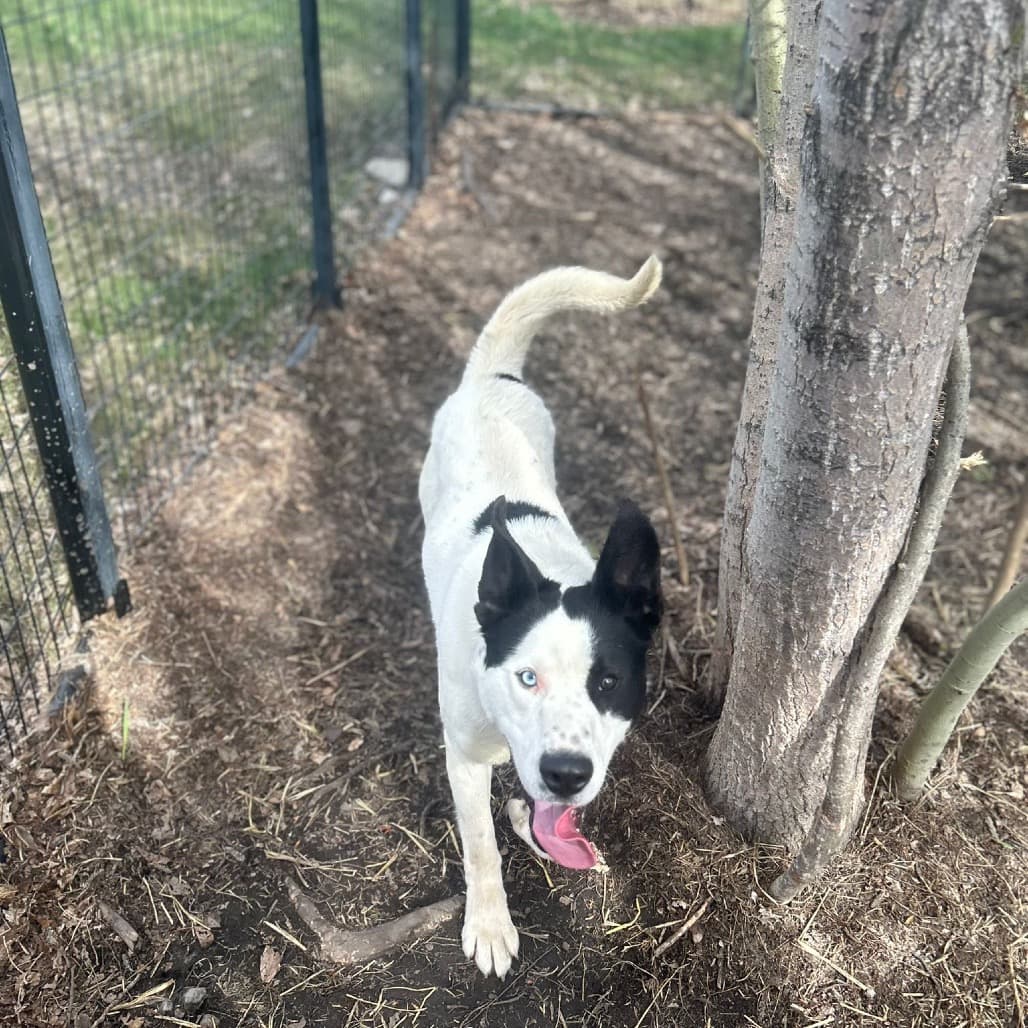 Rosco - HUSKY, SIBERIAN/MIX available for adoption
