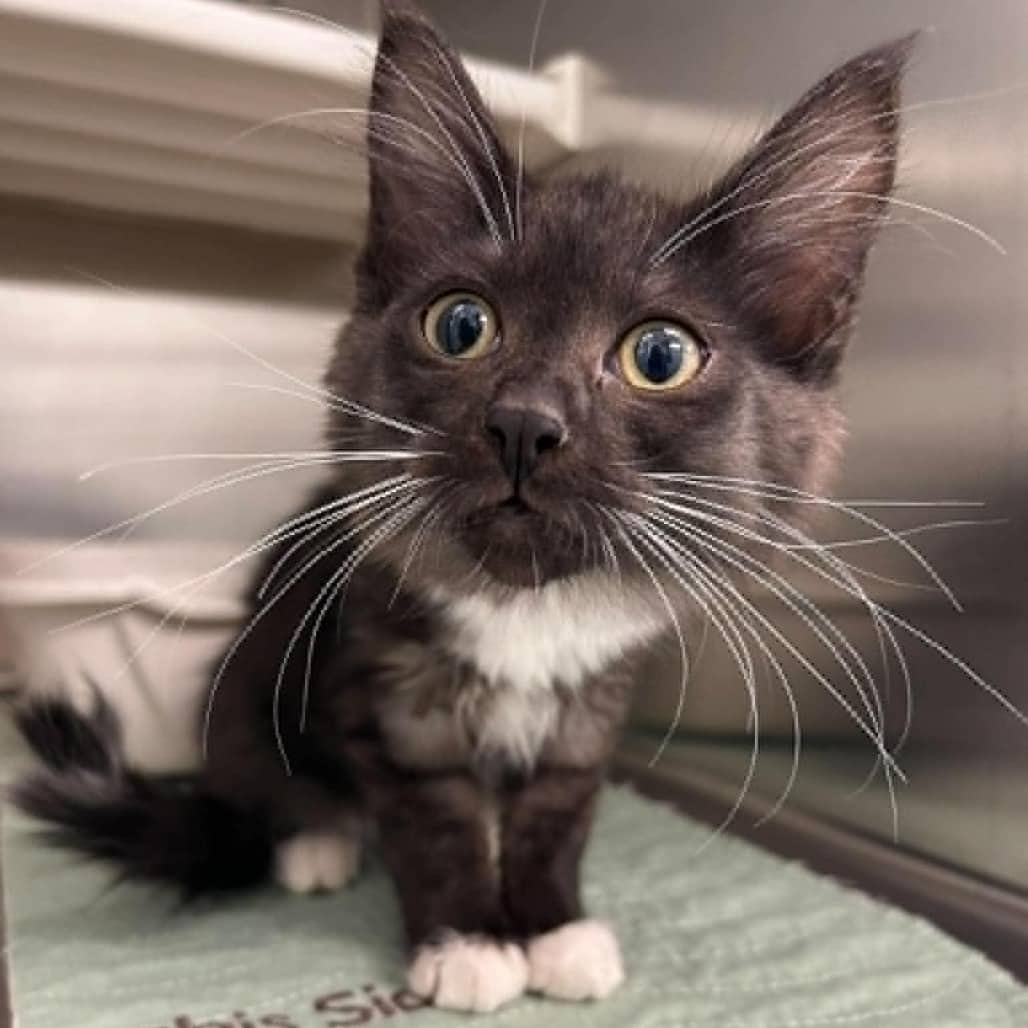 Taffy - Domestic Shorthair cat available for adoption at Saskatoon SPCA in Saskatoon