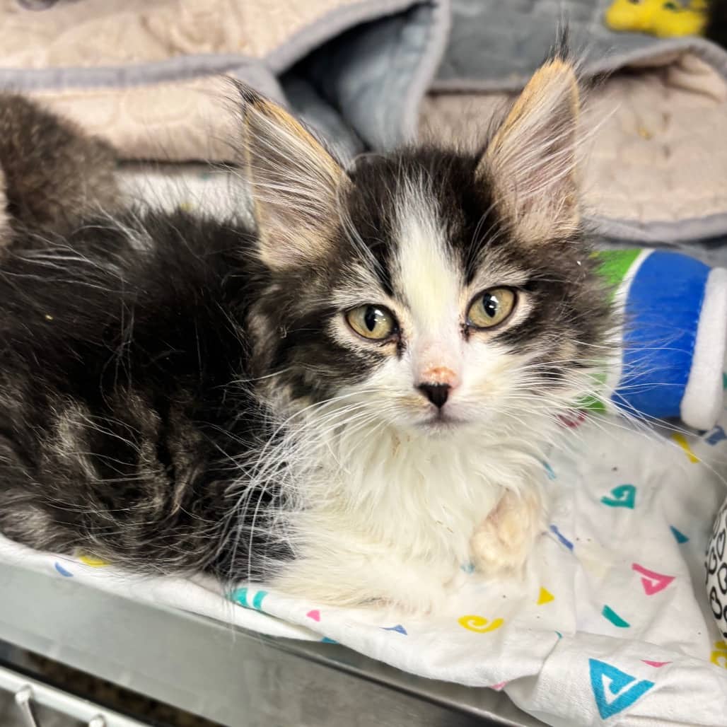 Basil - Domestic Medium Hair cat available for adoption at Saskatoon SPCA in Saskatoon