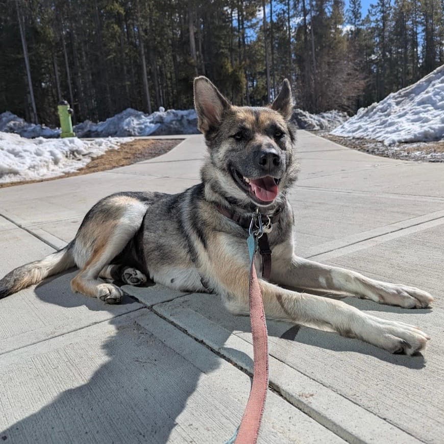 Momma Heidi - Mixed Breed available for adoption in Calgary