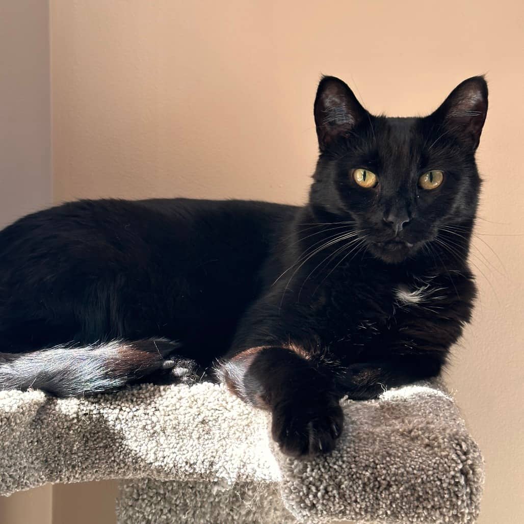 John John - Domestic Shorthair cat available for adoption at Vancouver Orphan Kitten Rescue Association in Vancouver