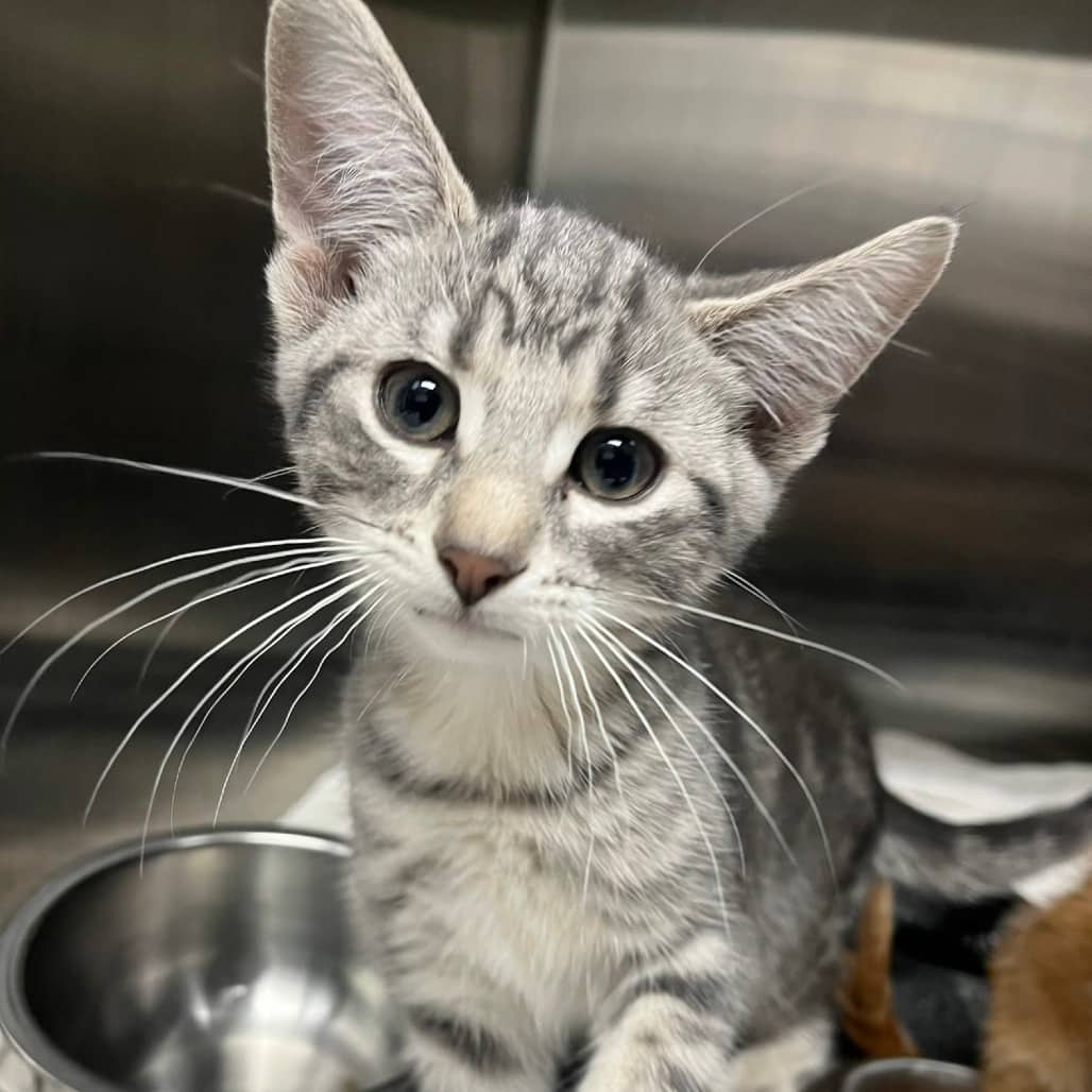 Dobby - Domestic Shorthair available for adoption