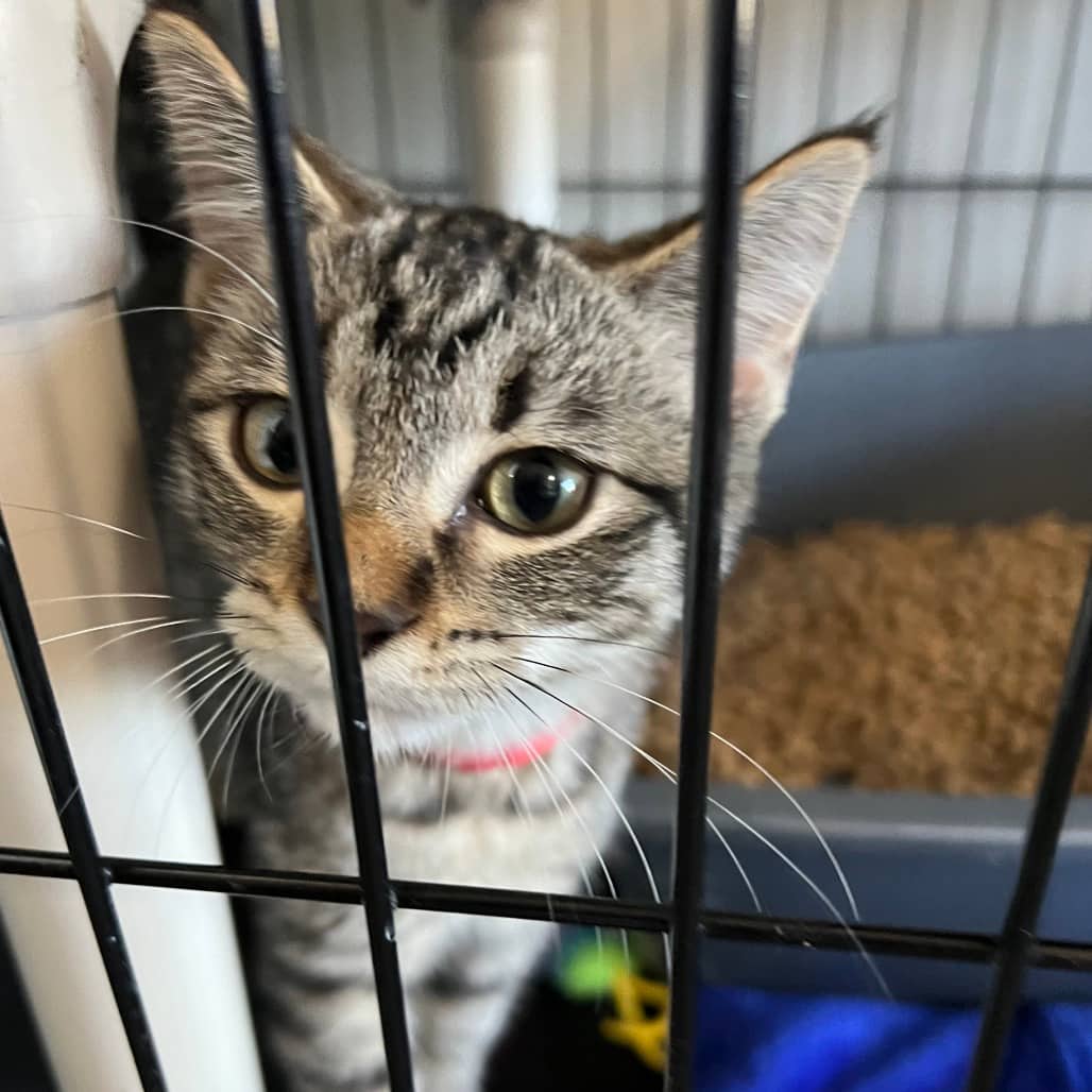 Wendy - Domestic Shorthair cat available for adoption at SCARS in Edmonton