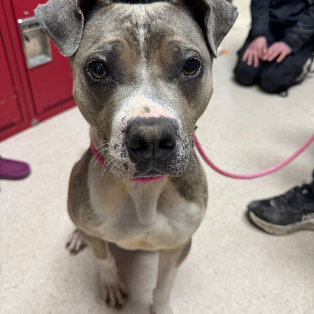 Lady - TERRIER, PIT BULL/MIX available for adoption at SCARS in Calgary