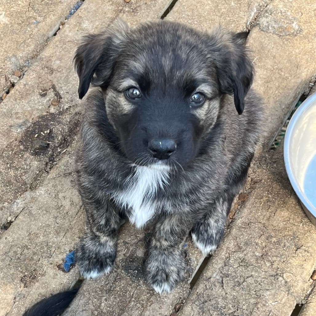 Vienna - COLLIE, BORDER/MIX available for adoption at SCARS in Calgary