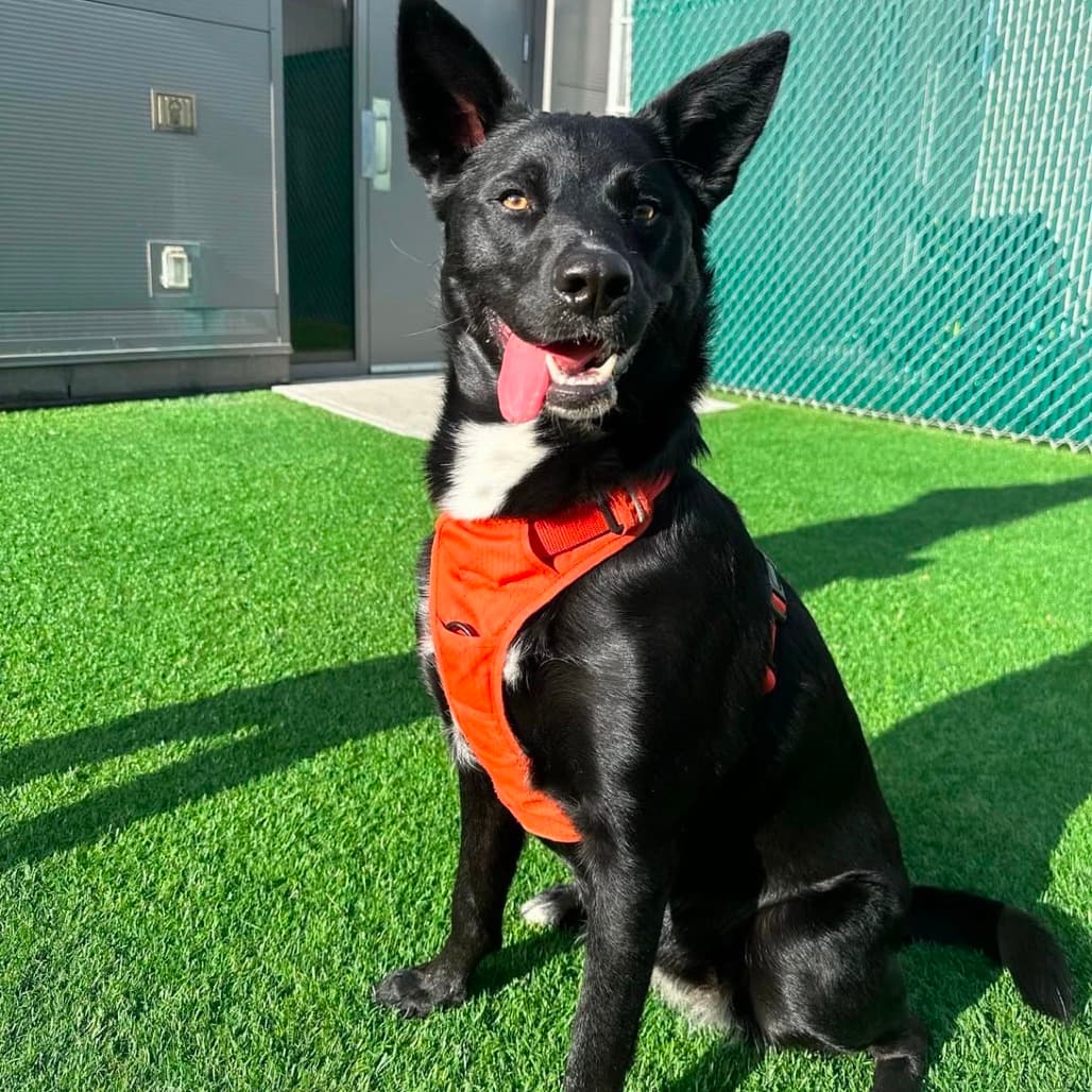 Torvi - Mixed Breed available for adoption at Pause 4 Change in Calgary