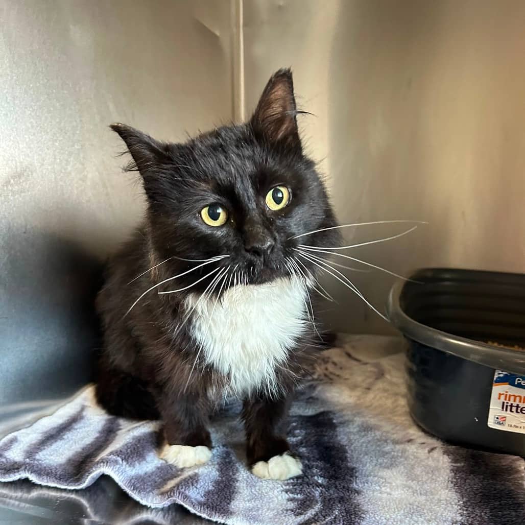 Hero - Domestic Longhair available for adoption