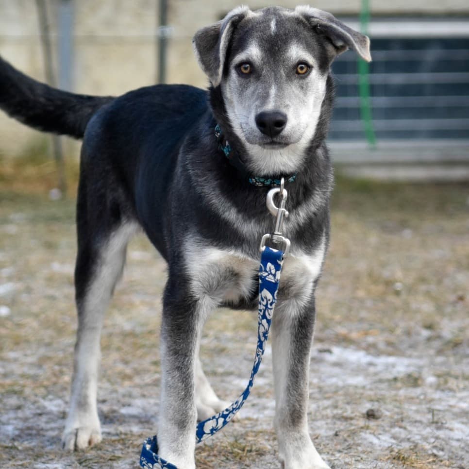 Pedro - HUSKY available for adoption at SCARS in Calgary