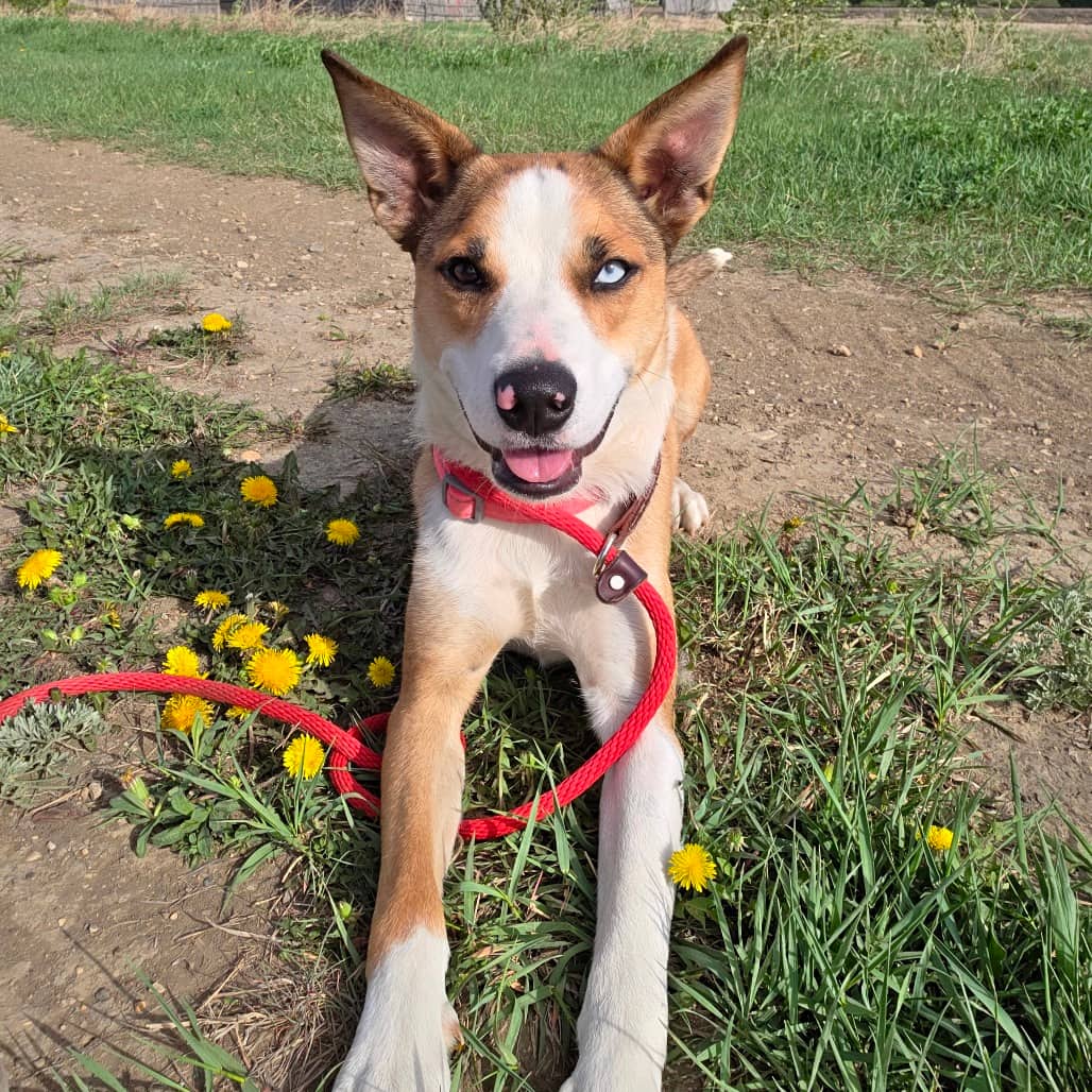 Princess - Husky/Unknown available for adoption