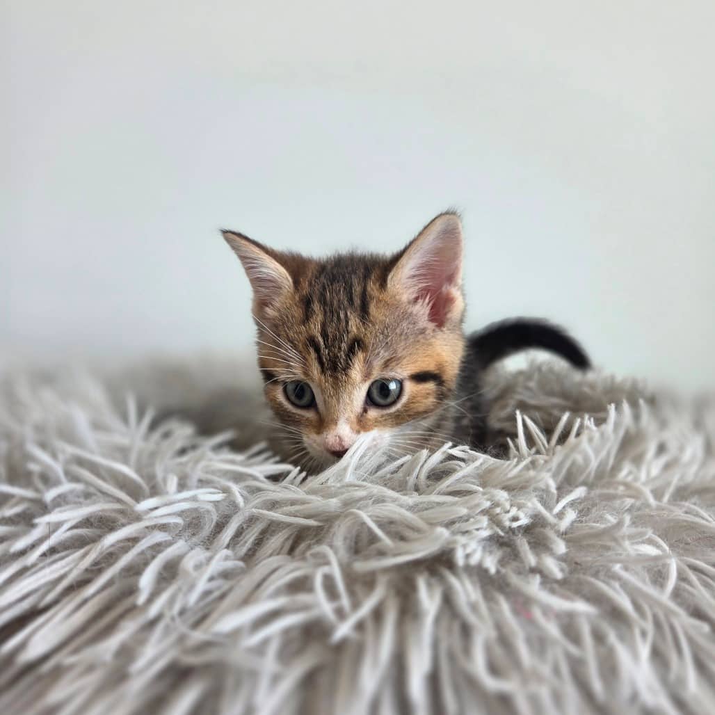 Parsley - Domestic Shorthair cat available for adoption at Battlefords Humane Society in North Battleford