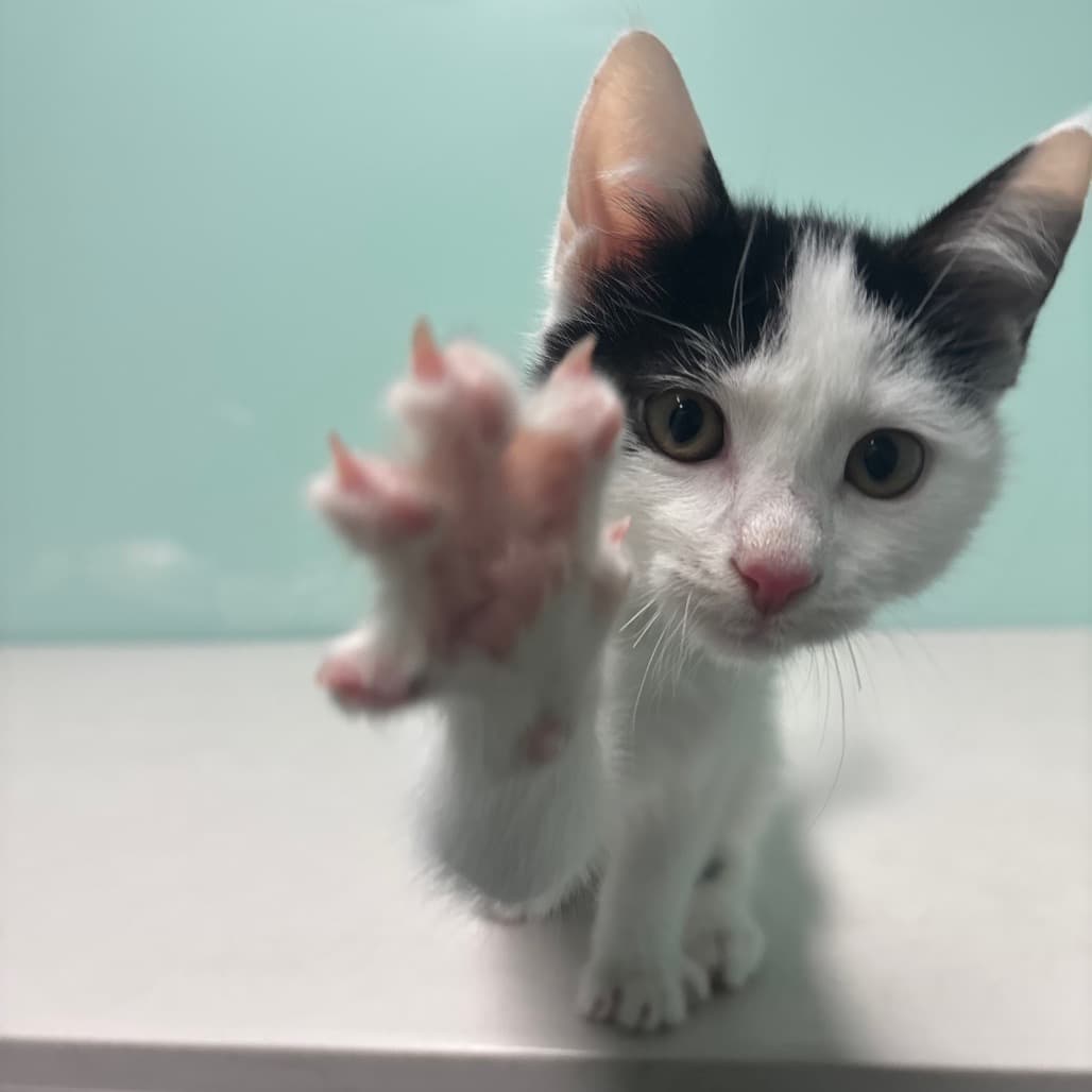 George - Domestic Shorthair cat available for adoption at Saskatoon SPCA in Saskatoon