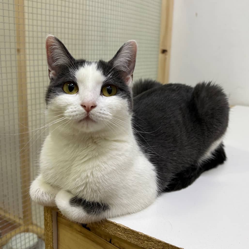 Blitz - Domestic Shorthair available for adoption