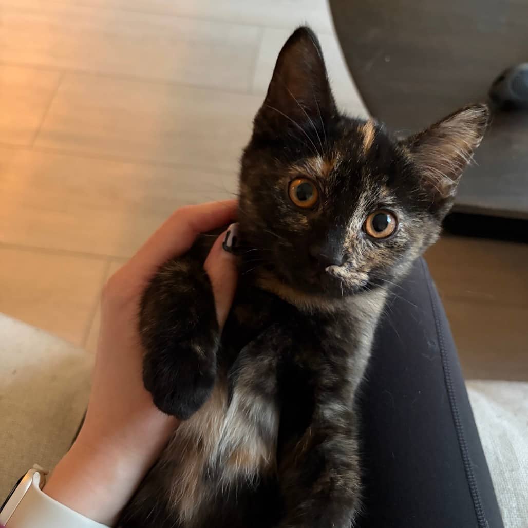 Cinnamon - Domestic Shorthair available for adoption