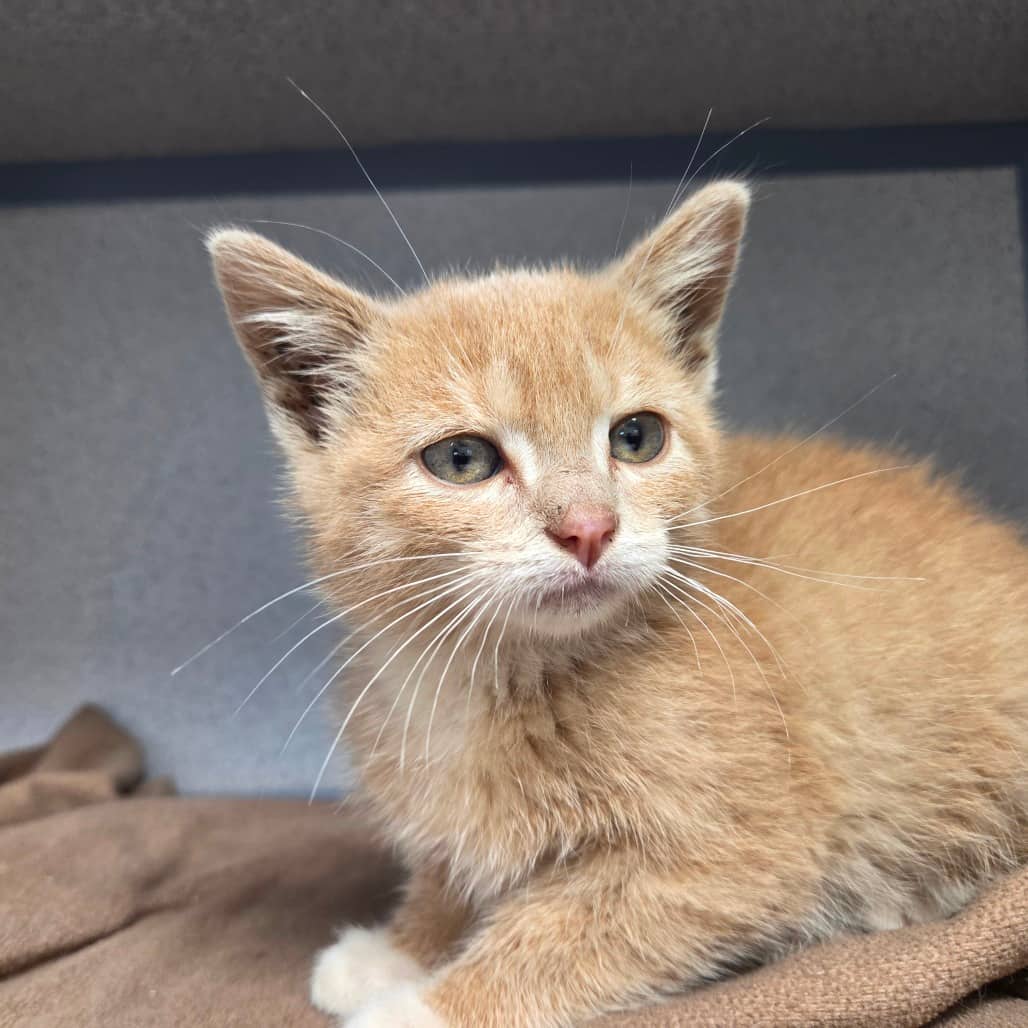 Ghost Pepper - Domestic Shorthair available for adoption