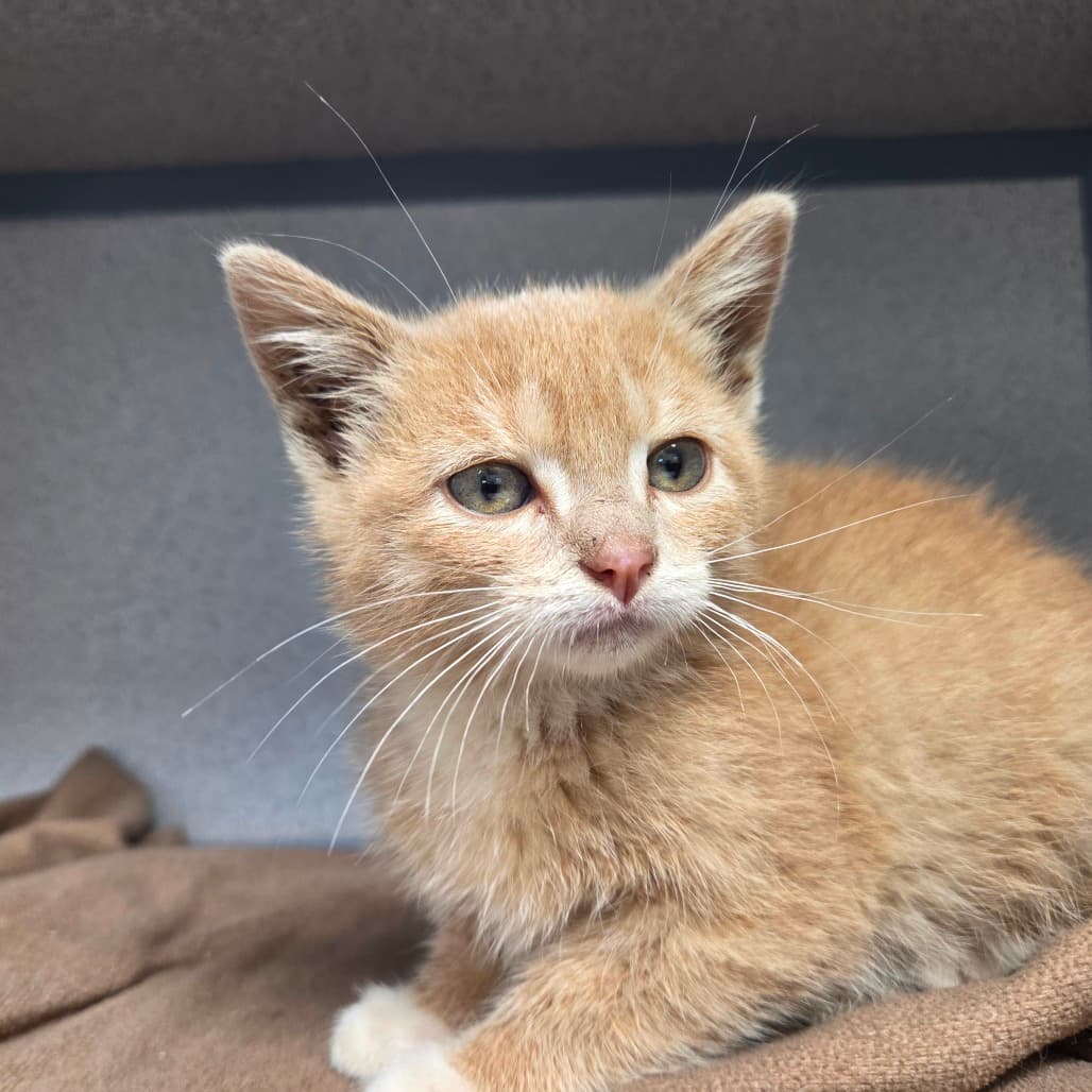 Ghost Pepper - Domestic Shorthair cat available for adoption at Battlefords Humane Society in North Battleford
