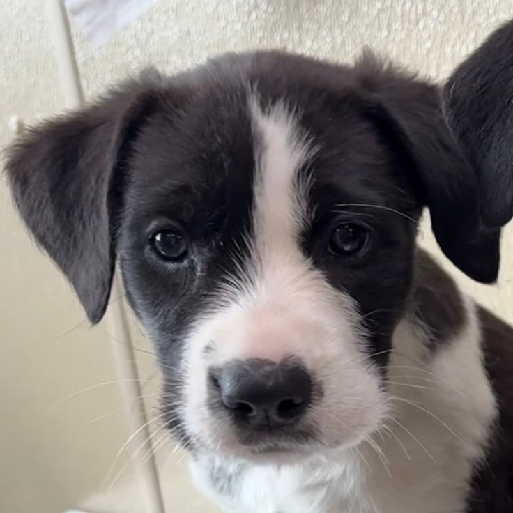 Louise - Mixed Breed (Large) available for adoption