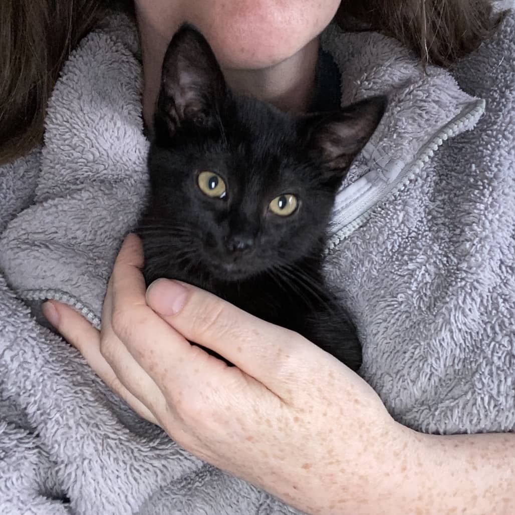 Fudge - Domestic Longhair cat available for adoption in Alberta
