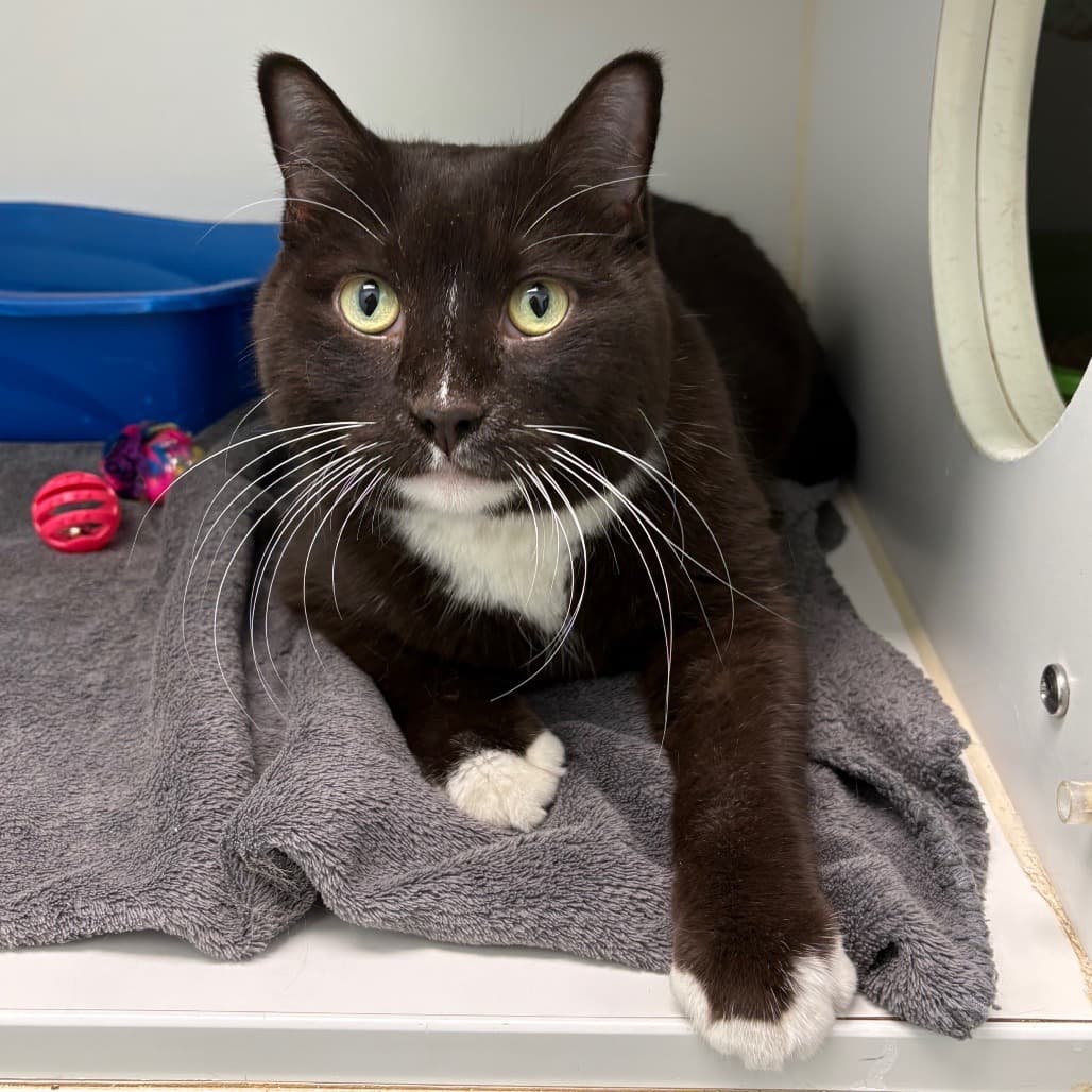 Trapper - Domestic Shorthair cat available for adoption at Saskatoon SPCA in Saskatchewan