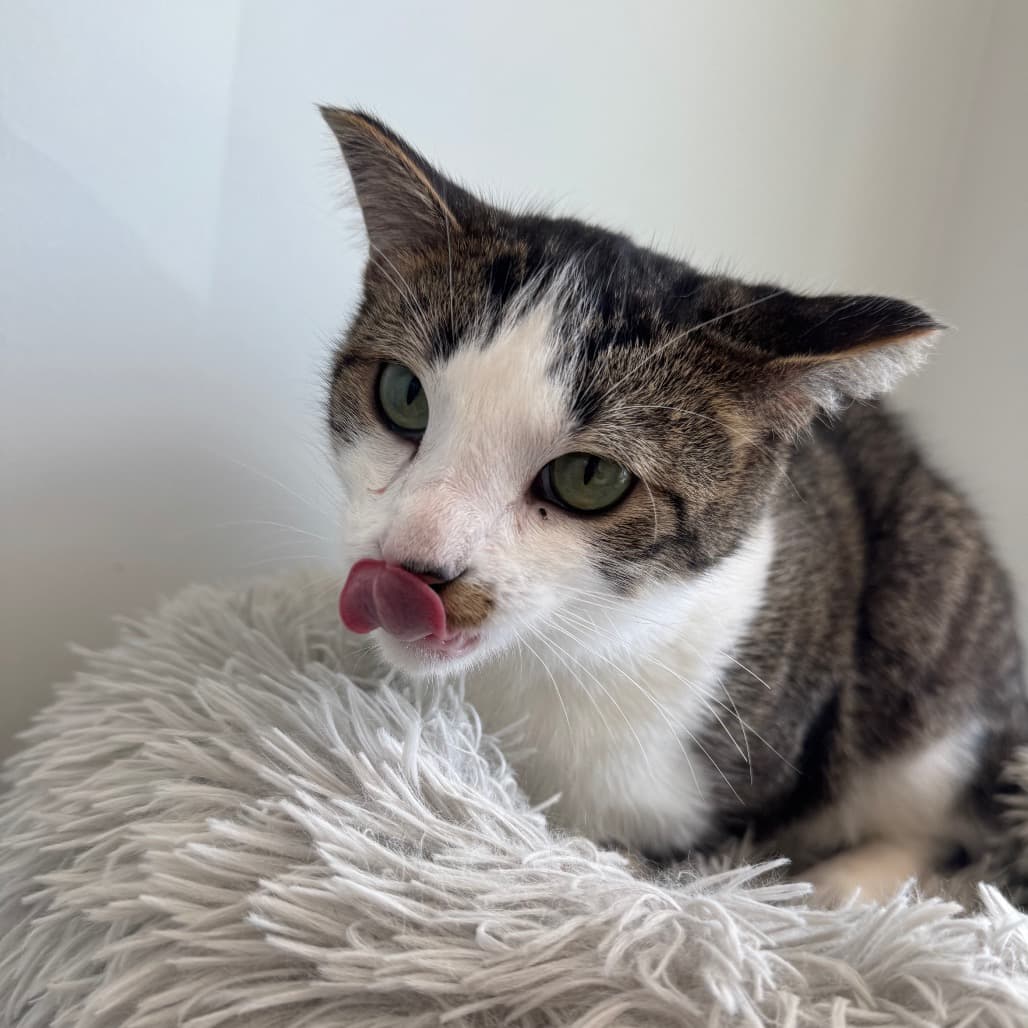 Mithaecus - Domestic Shorthair cat available for adoption at Battlefords Humane Society in Saskatchewan