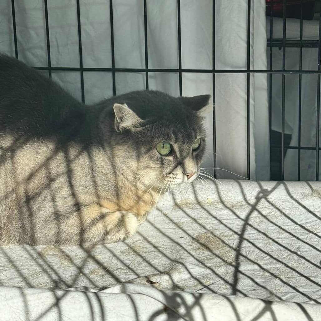 Working Cat - Spice - Domestic Shorthair cat available for adoption at SCARS in Edmonton