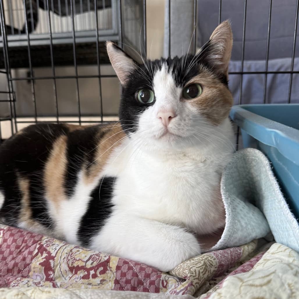 Cali - Domestic Shorthair cat available for adoption at SCARS in Edmonton (1 of 6)