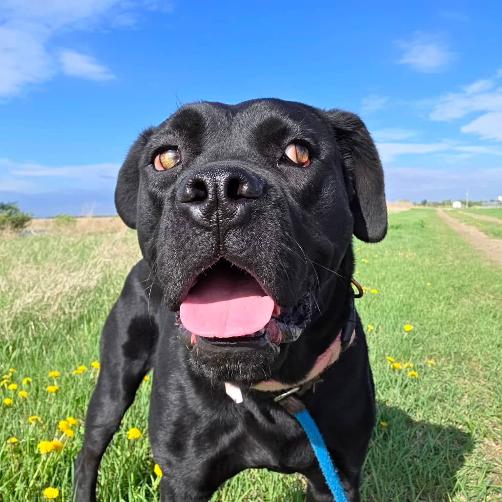 Tessa - Mastiff, Cane Corso available for adoption