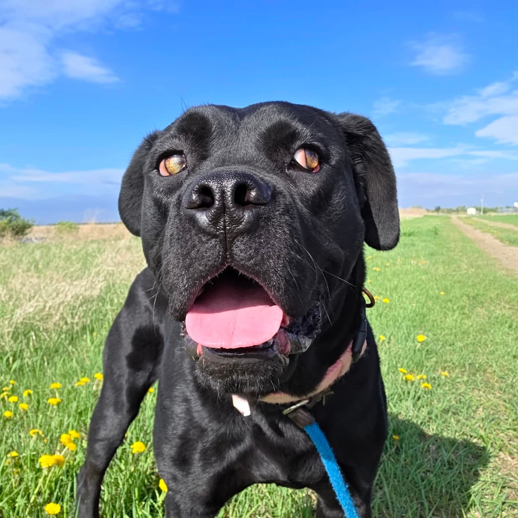 Tessa - Mastiff, Cane Corso available for adoption