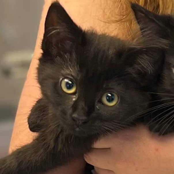 Lexi - Domestic Shorthair cat available for adoption at Border Paws Animal Shelter in Lloydminster