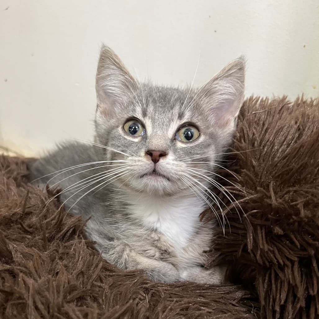 Crunch - Domestic Shorthair cat available for adoption at Battlefords Humane Society in Saskatchewan