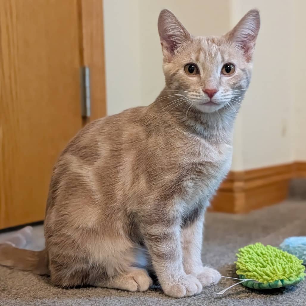 Bingo (and Muffin) - Domestic Shorthair available for adoption