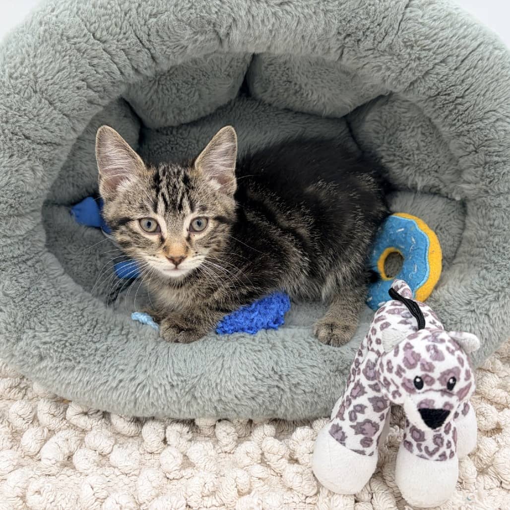 Moose - Domestic Shorthair cat available for adoption at Moose Jaw Humane Society in Moose Jaw