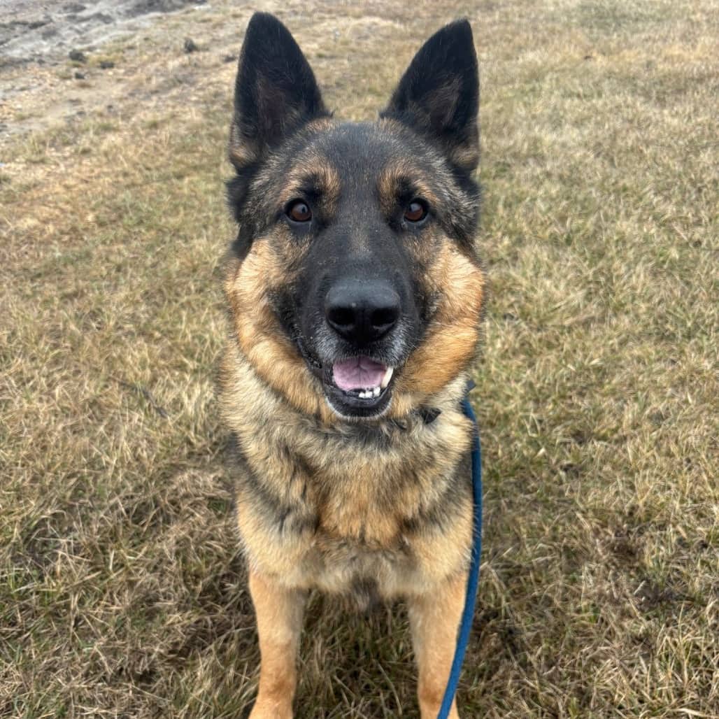 Bones - SHEPHERD, GERMAN/MIX available for adoption in Alberta
