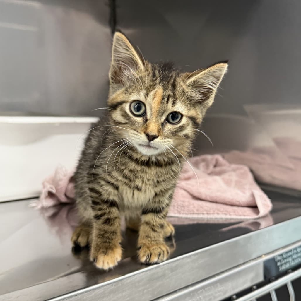 Jelly - Domestic Shorthair available for adoption