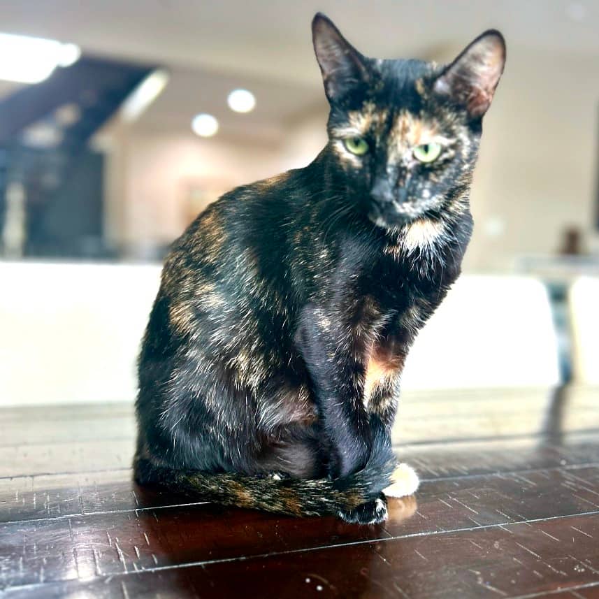 Selene - Domestic Shorthair available for adoption