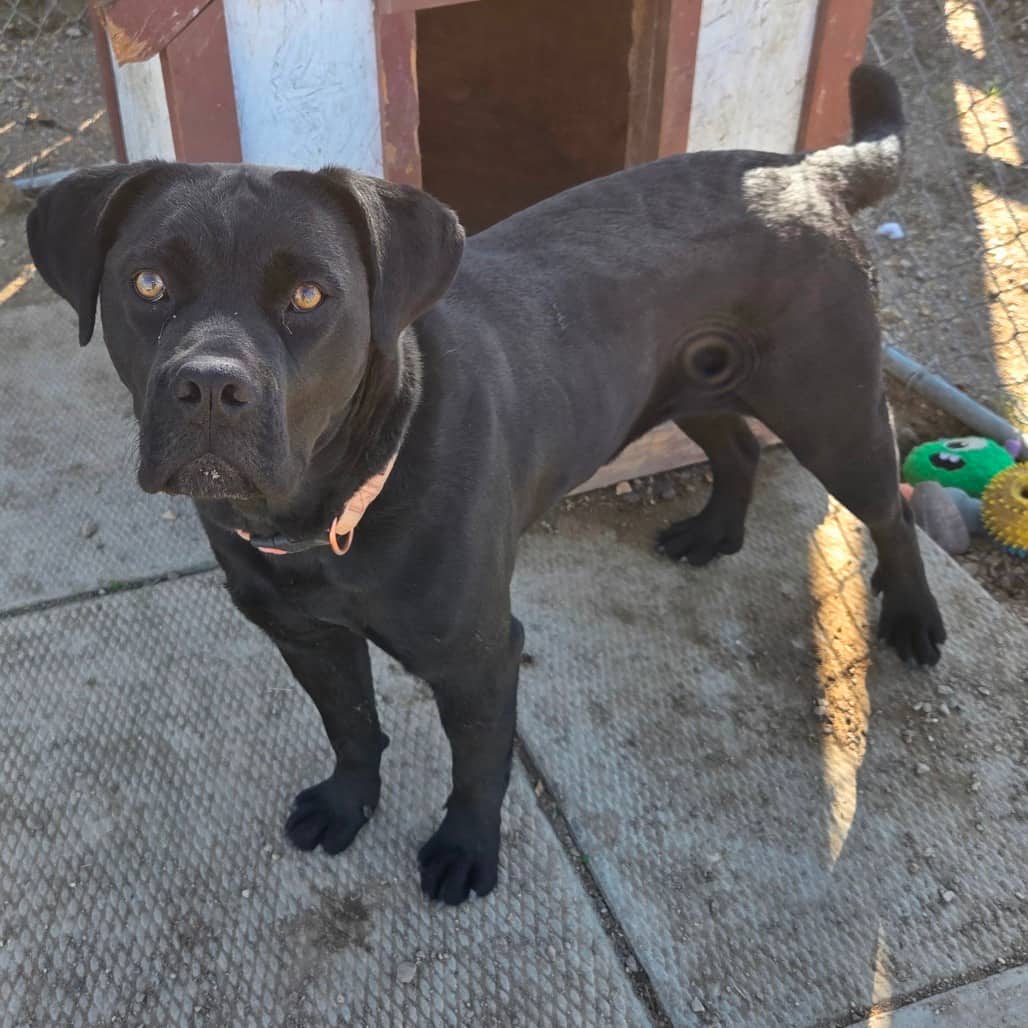 Tessa - Mastiff, Cane Corso available for adoption in Saskatchewan