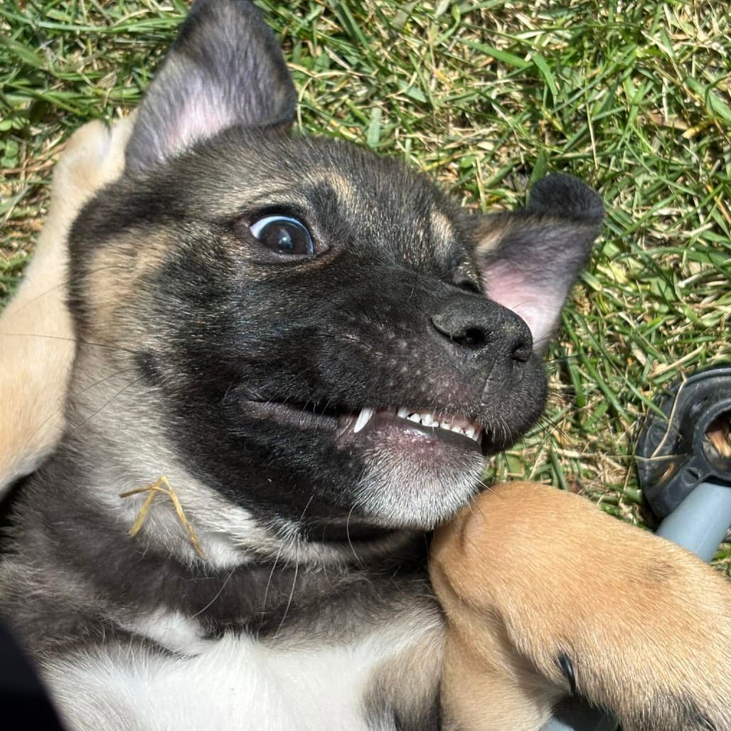 Han Solo - Mixed Breed available for adoption
