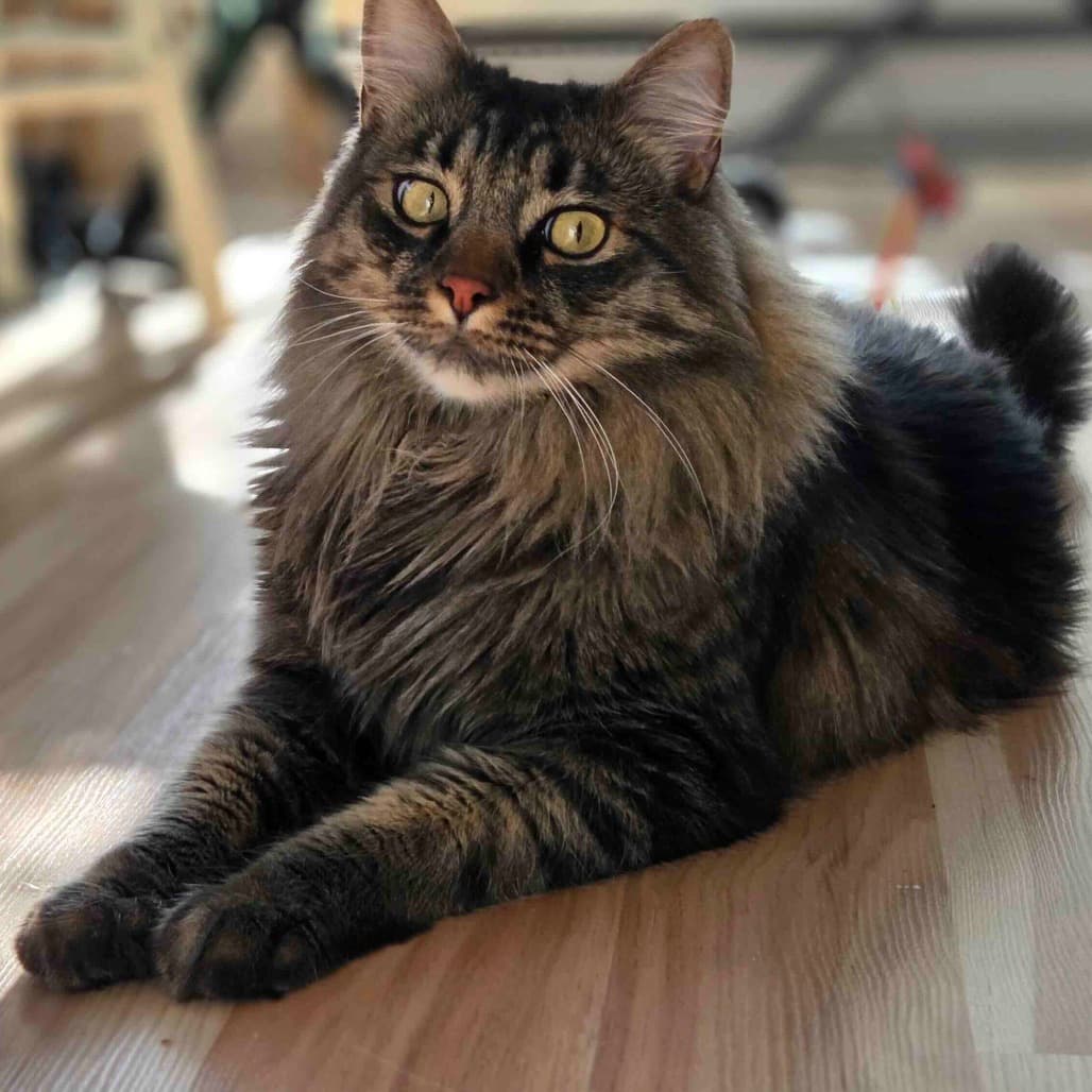Felix - Domestic Longhair cat available for adoption at Vancouver Orphan Kitten Rescue Association in British Columbia