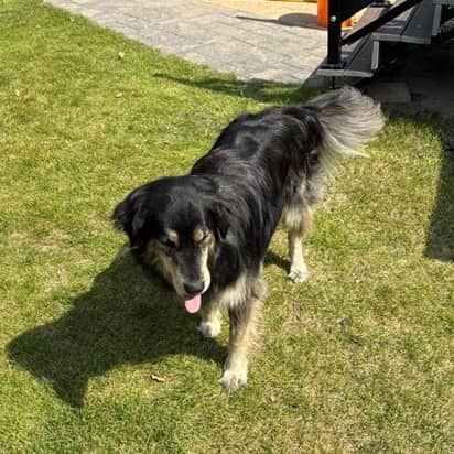 Latte - Shepherd, German available for adoption in Saskatchewan