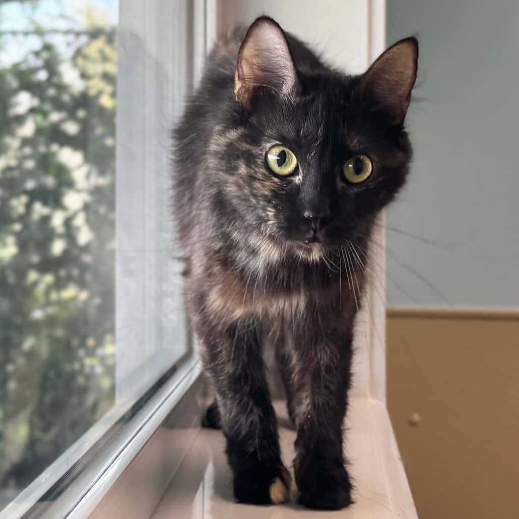 Iridessa - Domestic Medium Hair cat available for adoption at Prince Albert SPCA in Prince Albert