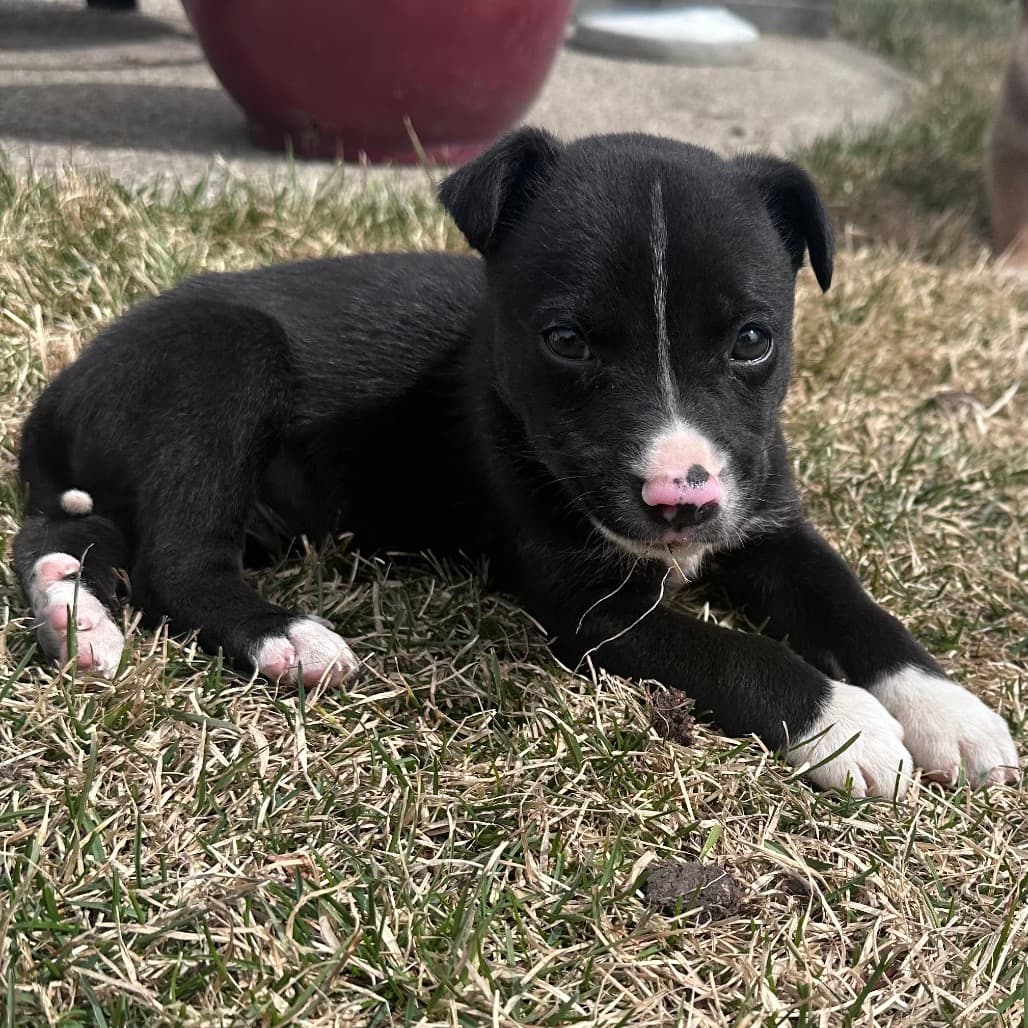 Cardiff - SHEPHERD/MIX available for adoption at SCARS in Calgary