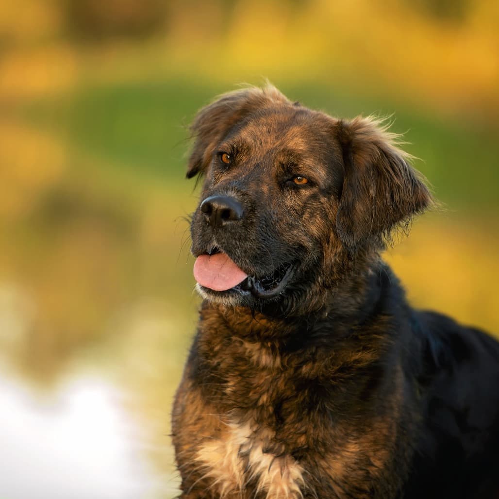 Murphy - COLLIE available for adoption at SCARS in Calgary