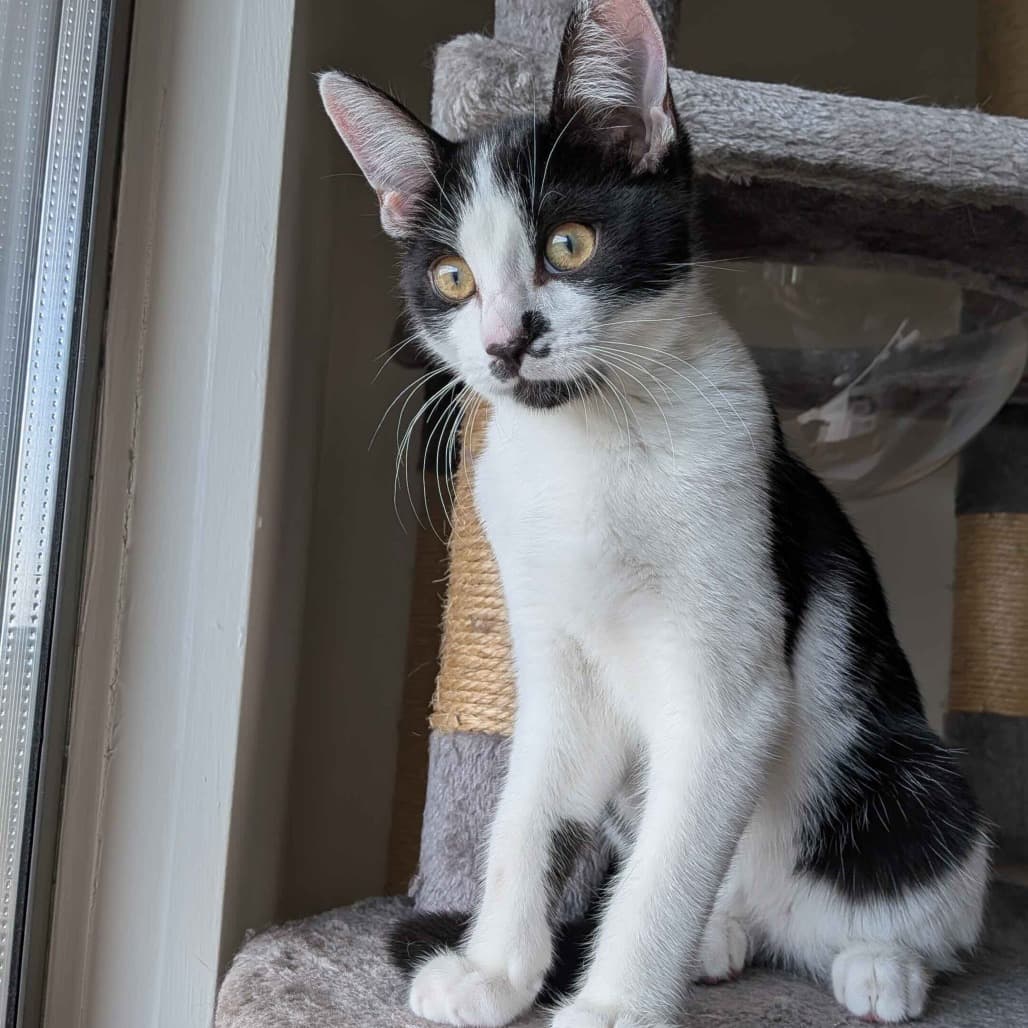 Moxie - Domestic Shorthair cat available for adoption in Calgary
