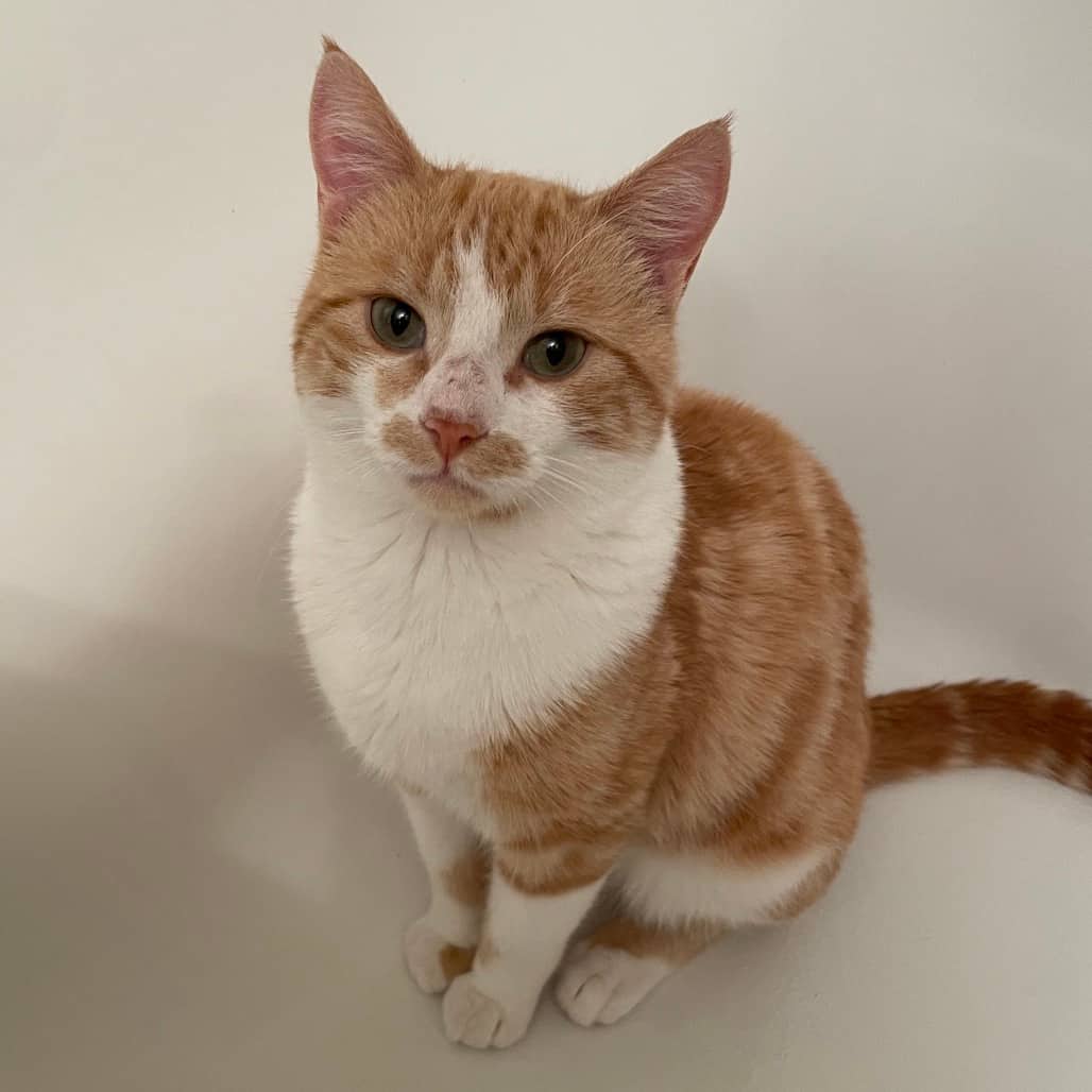 Finnie - Domestic Shorthair available for adoption