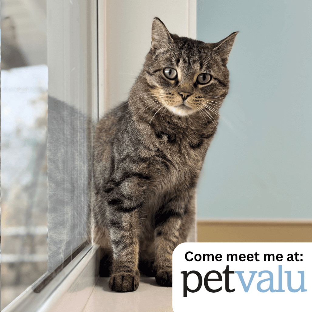 Bobby - Domestic Shorthair cat available for adoption at Prince Albert SPCA in Prince Albert
