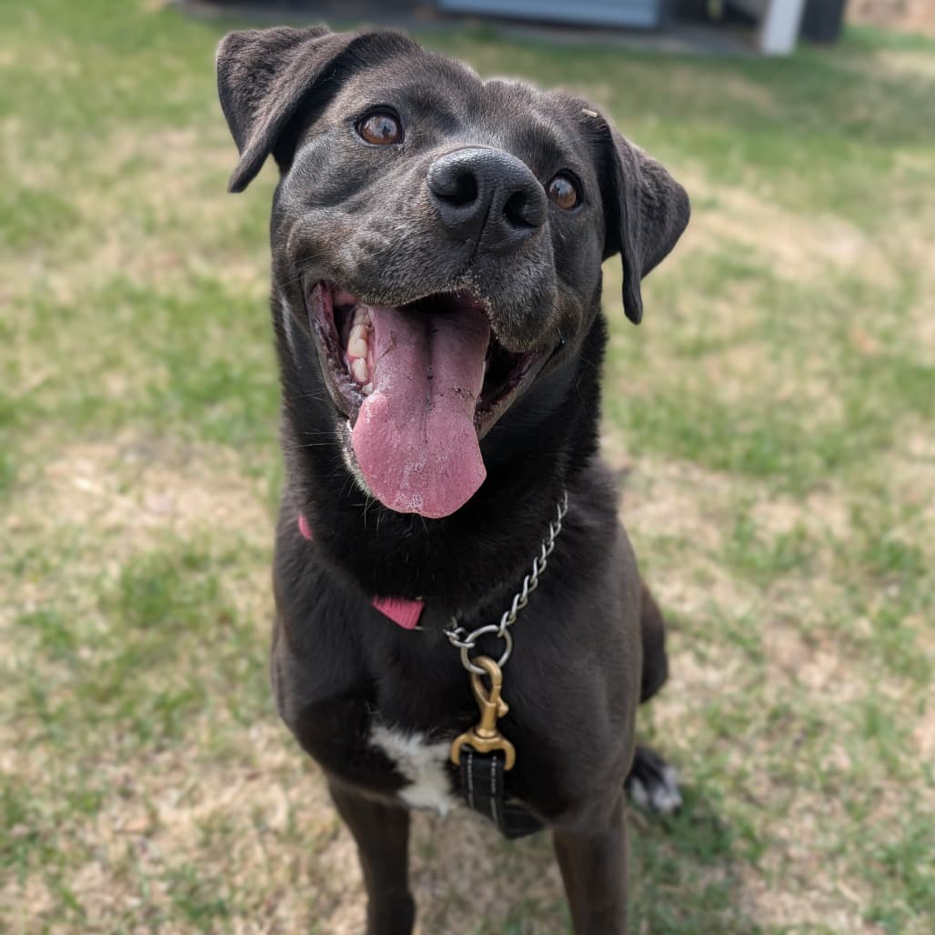 Barbie - MIXED BREED available for adoption in Calgary