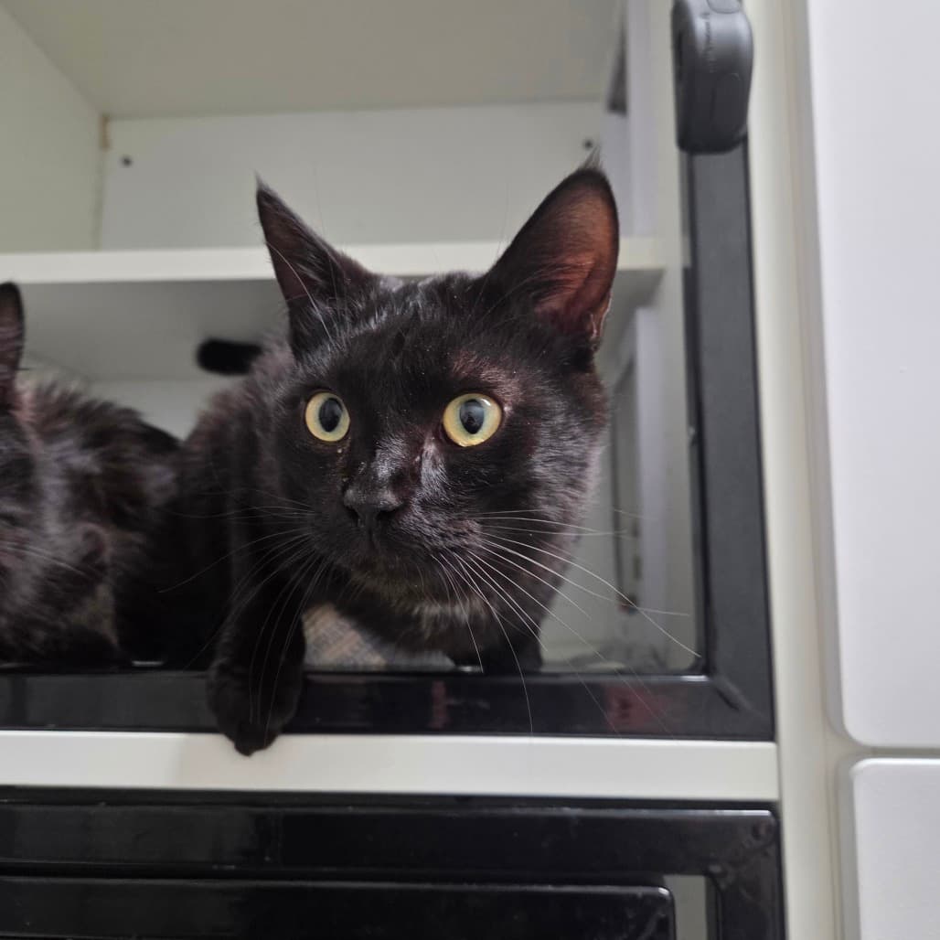Ernie - Domestic Shorthair cat available for adoption in Calgary