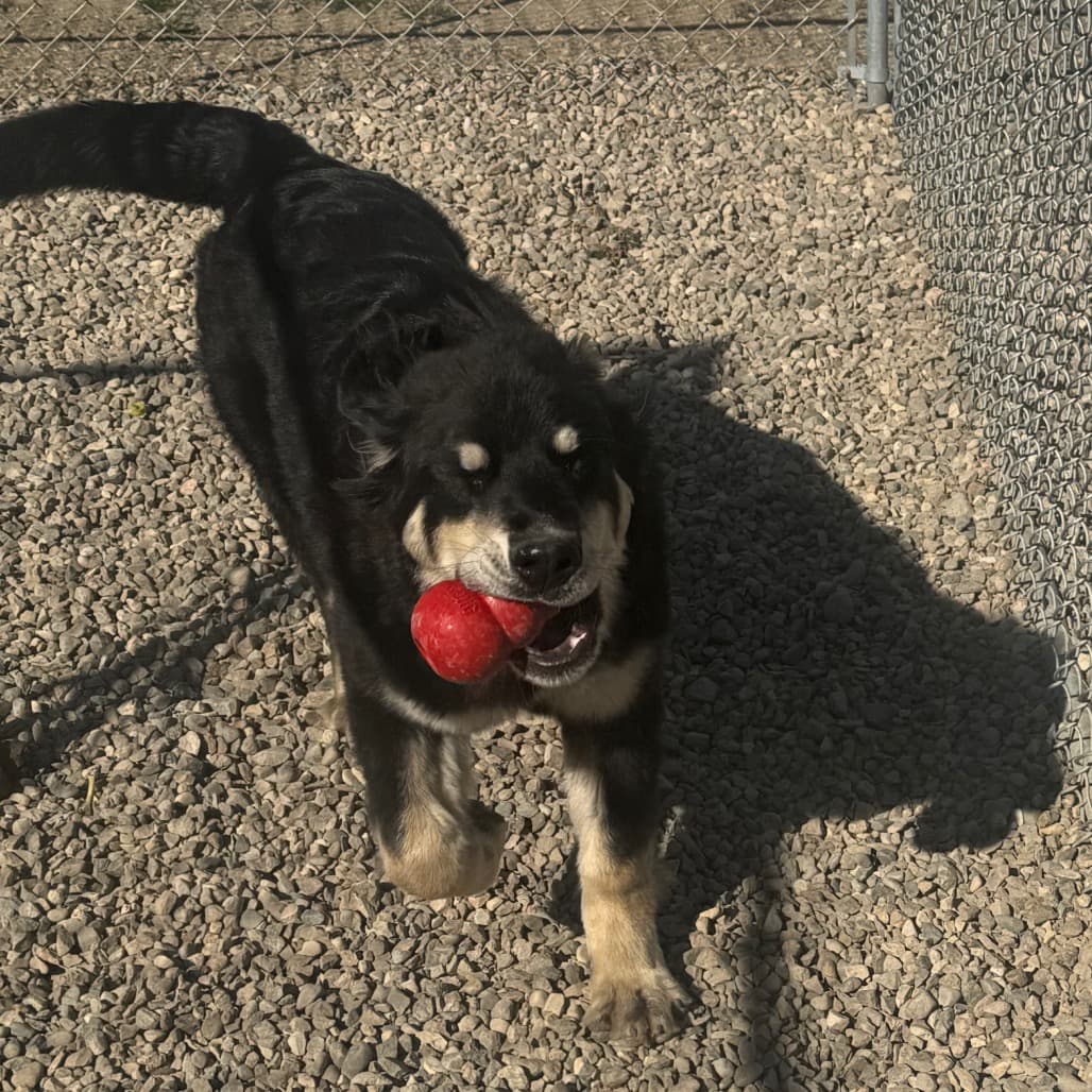Dolly - Newfoundland available for adoption in Saskatchewan