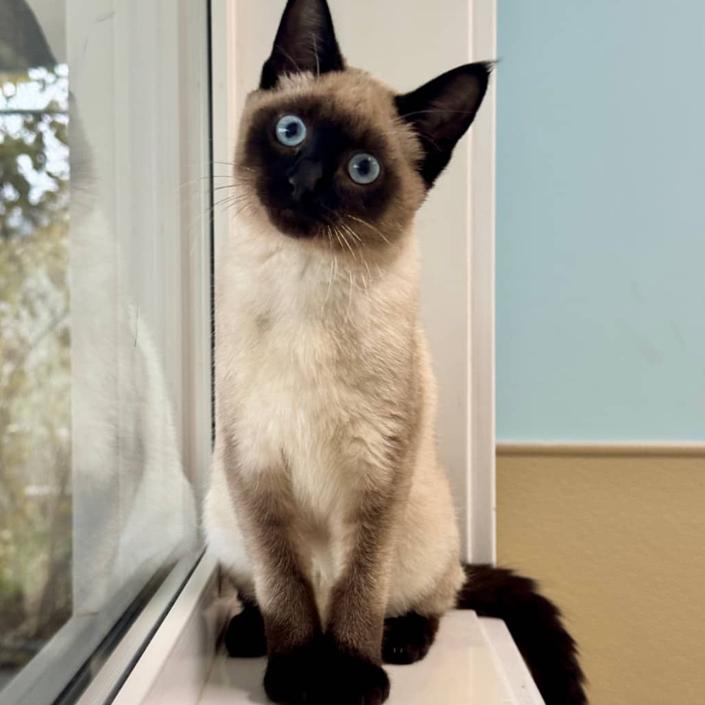 Mya - Domestic Shorthair available for adoption