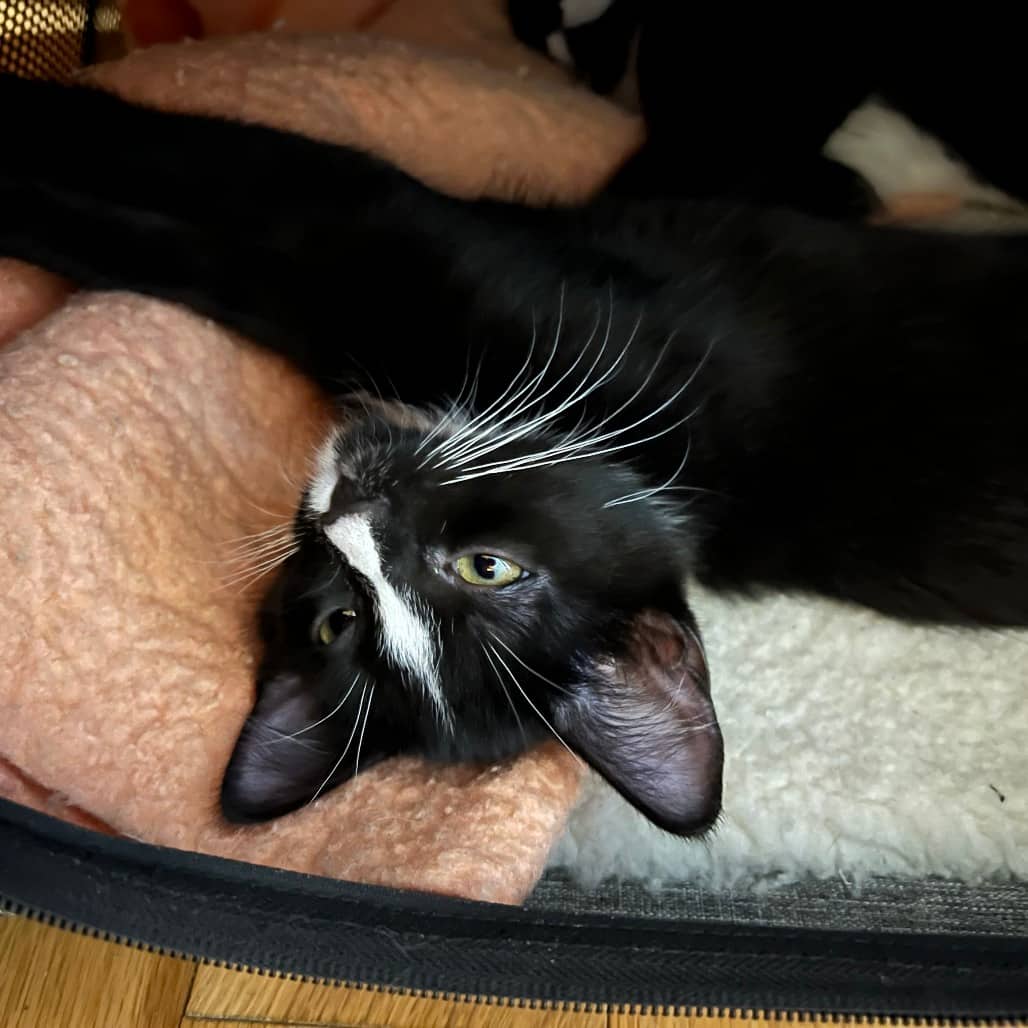 Blaze - Domestic Shorthair cat available for adoption at SCARS in Edmonton