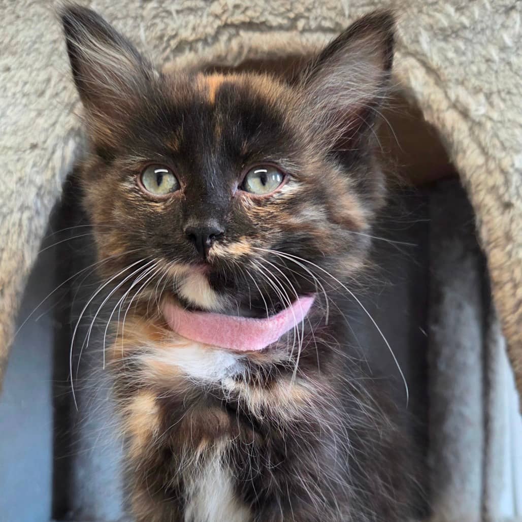 Patches - Domestic Shorthair available for adoption
